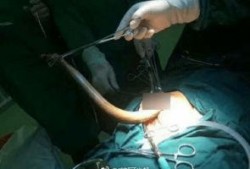 女主播塞黄鳝新闻,黄鳝惊现镜头，网络舆论哗然