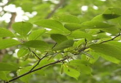 杜仲个人资料,中医药领域的杰出代表与传承者