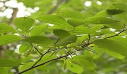 杜仲个人资料,中医药领域的杰出代表与传承者