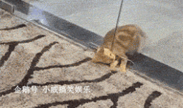 游戏中的搞笑gif
