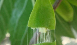 杜仲个人资料,中医药领域的杰出代表与传承者