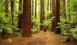 原始森林背景视频,自然奇观与生态奥秘的视觉之旅