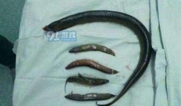 女主播塞黄鳝新闻,黄鳝惊现镜头，网络舆论哗然